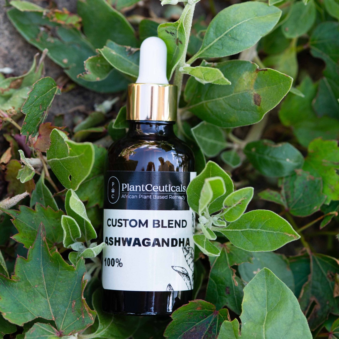 Ashwagandha Elixir - PlantCeuticals