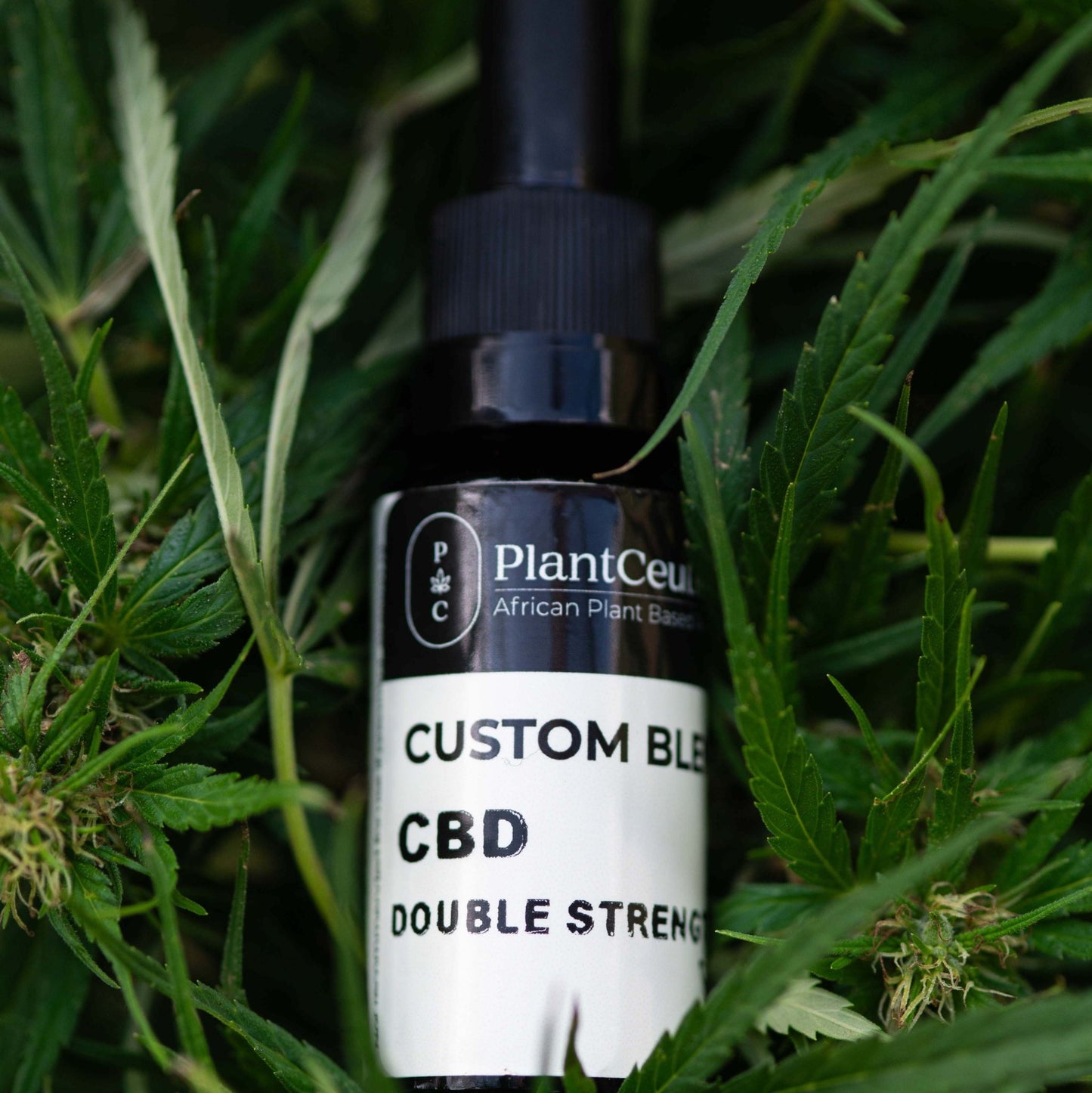 CBD Oil – Double Strength - PlantCeuticals