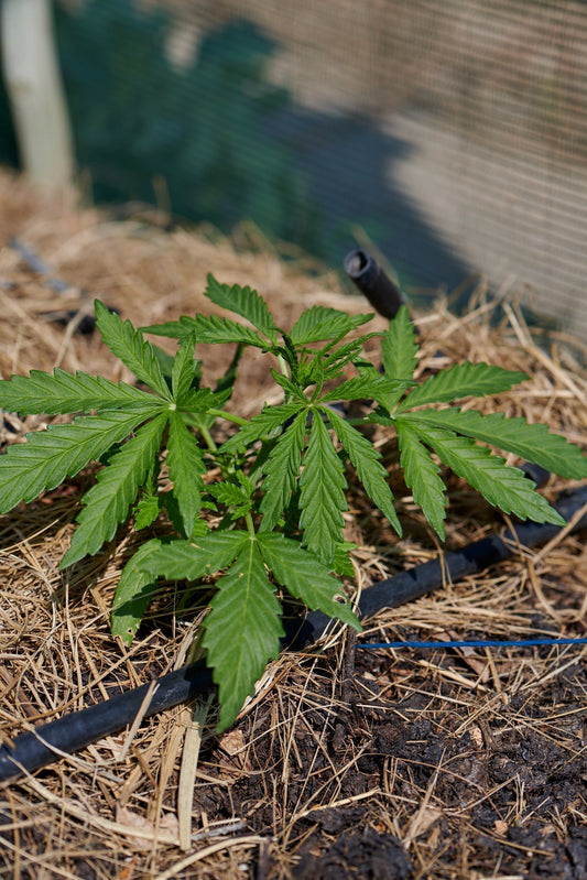 Returning to Rest: How to Support Sleep Naturally