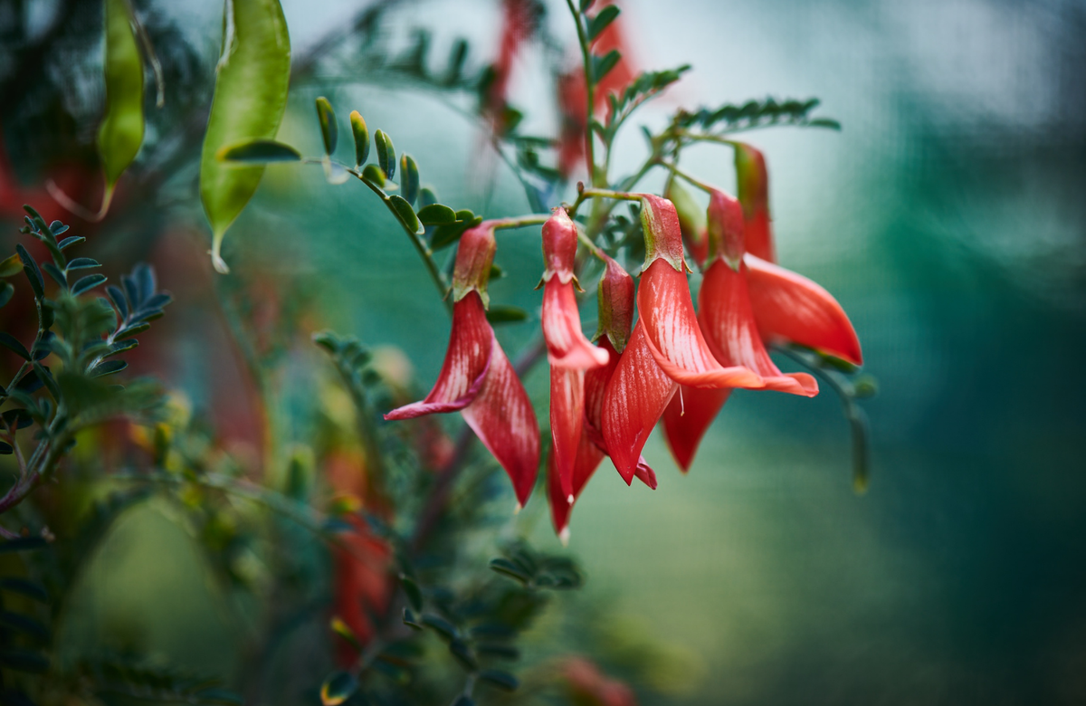 The Forgotten Role of Bitter Herbs