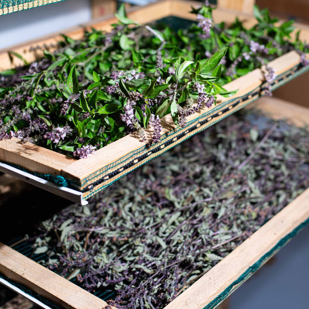 The Plants That Found Us: Growing with Intention - PlantCeuticals