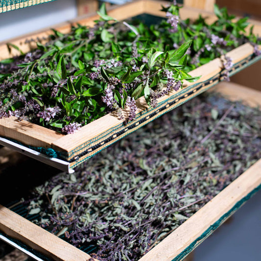 The Plants That Found Us: Growing with Intention - PlantCeuticals