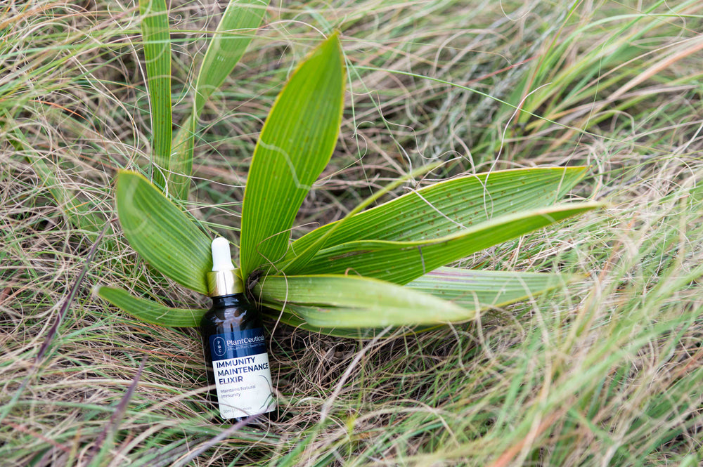 December Wellness: Why Multi-Plant-Powered Support Matters - PlantCeuticals